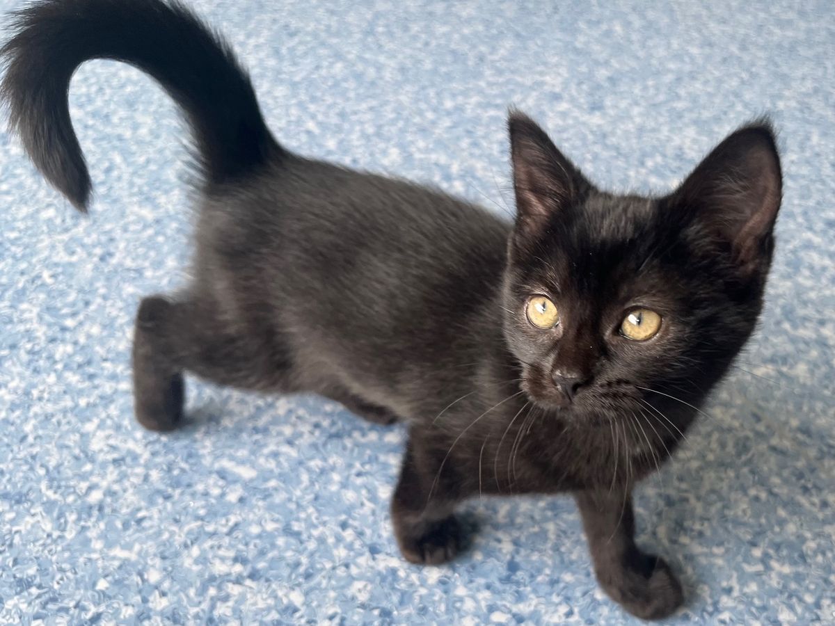 Gallery image: Kauri