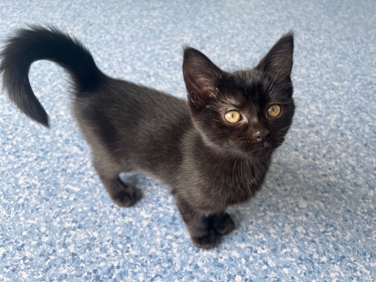 Gallery image: Kauri