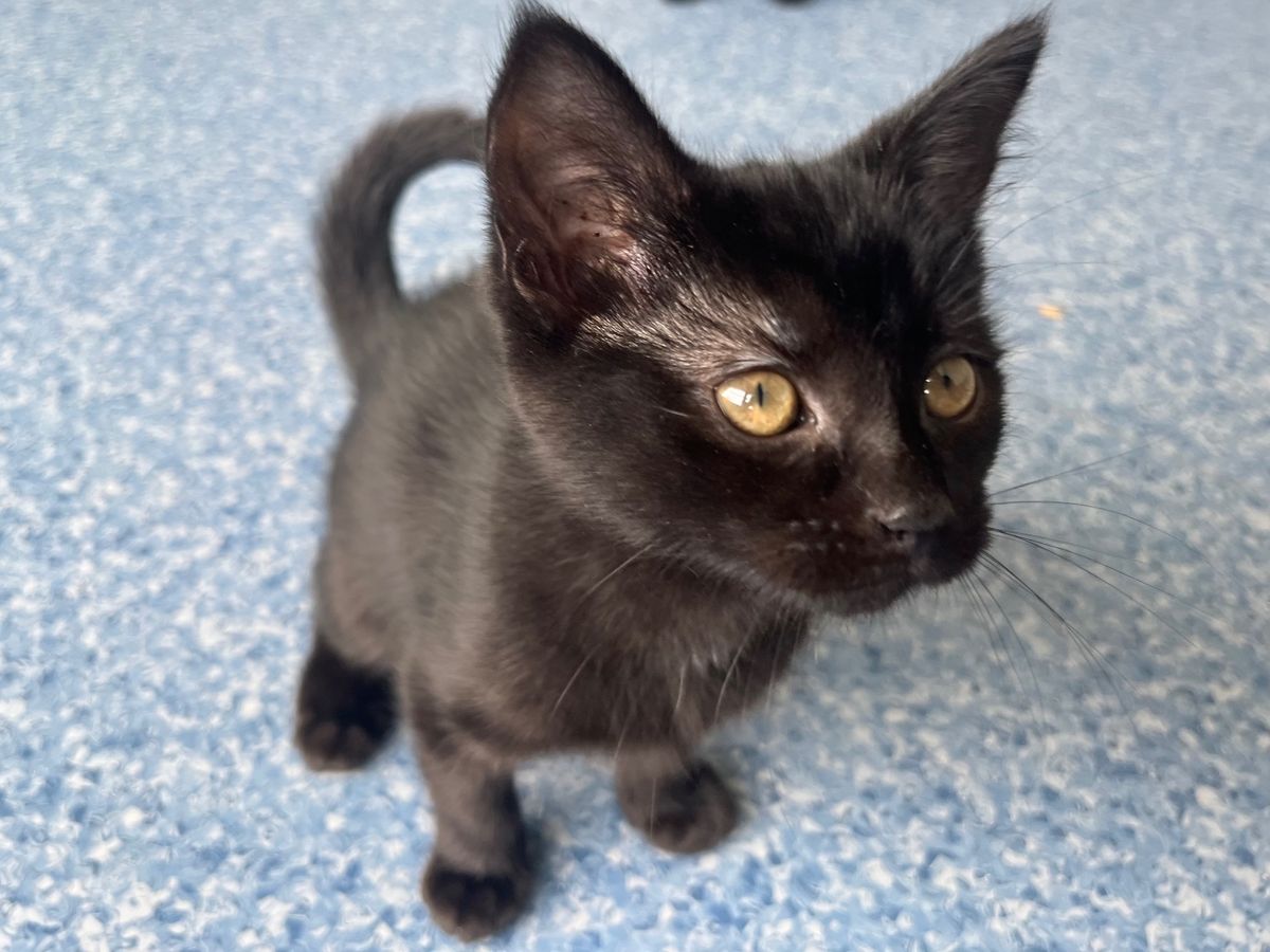 Gallery image: Kauri