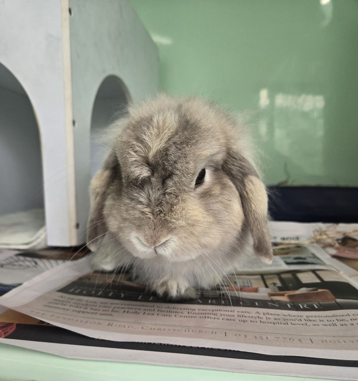 Gallery image: Tulip