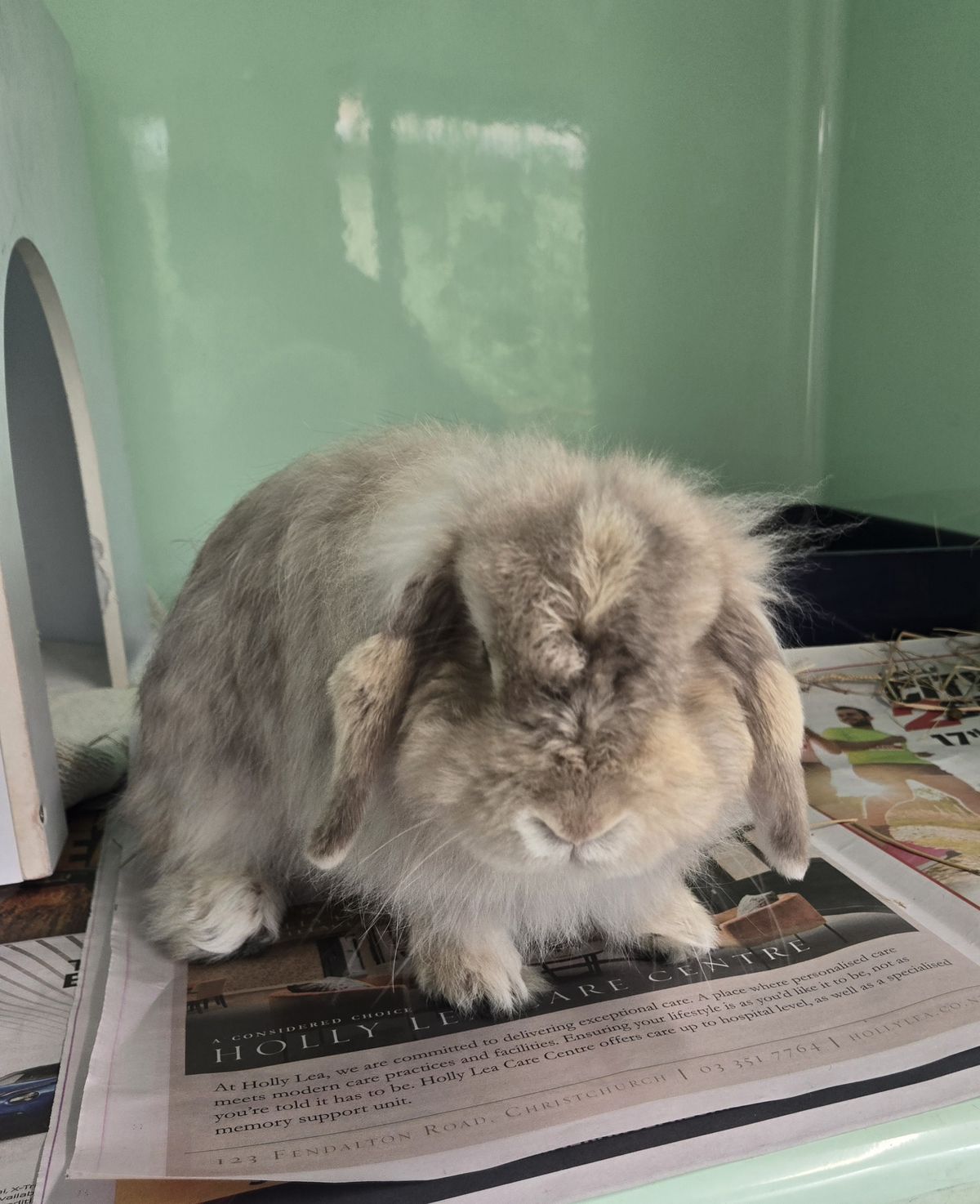 Gallery image: Tulip