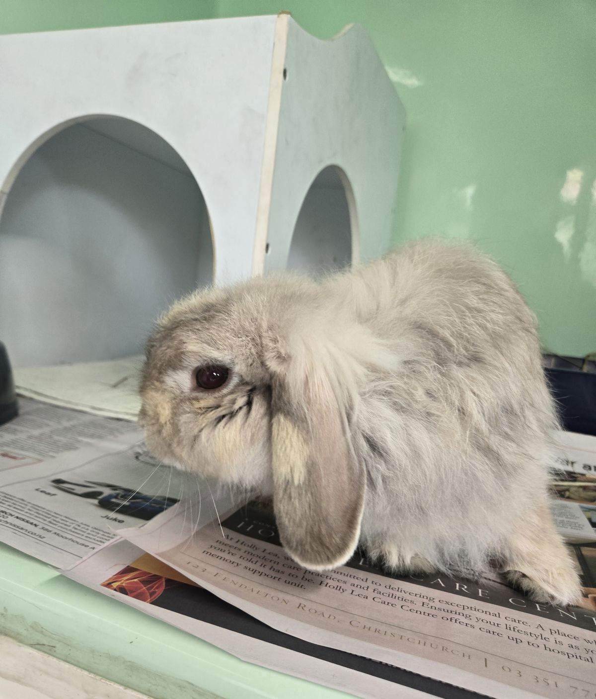 Gallery image: Tulip