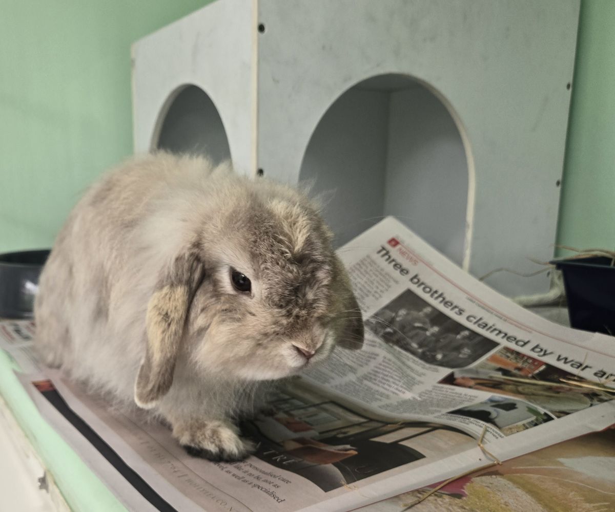 Gallery image: Tulip