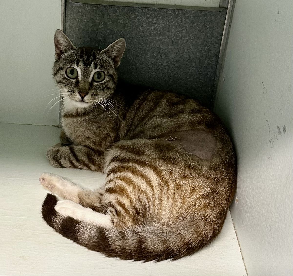 Gallery image: Meredith