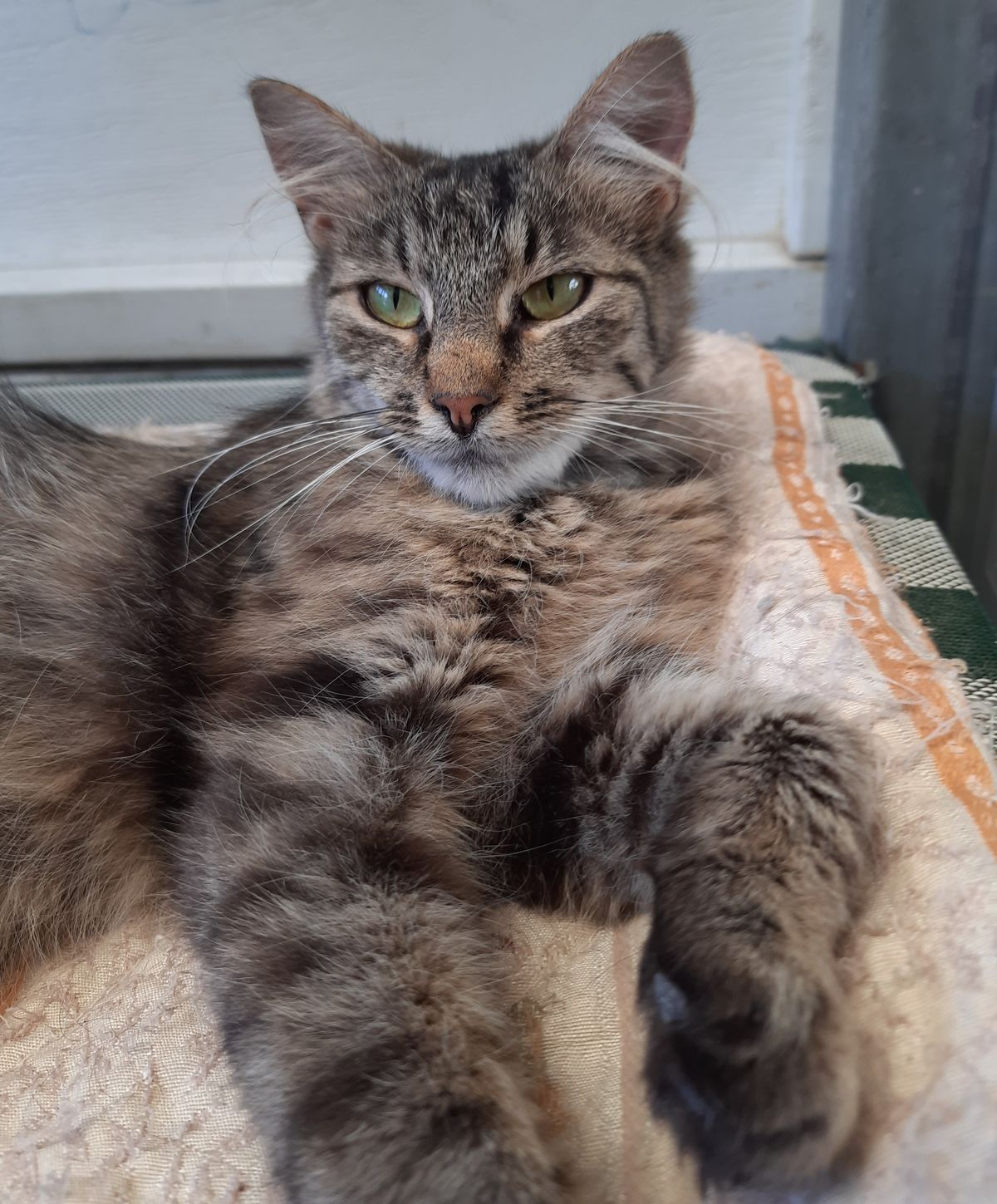 Gallery image: Madaline