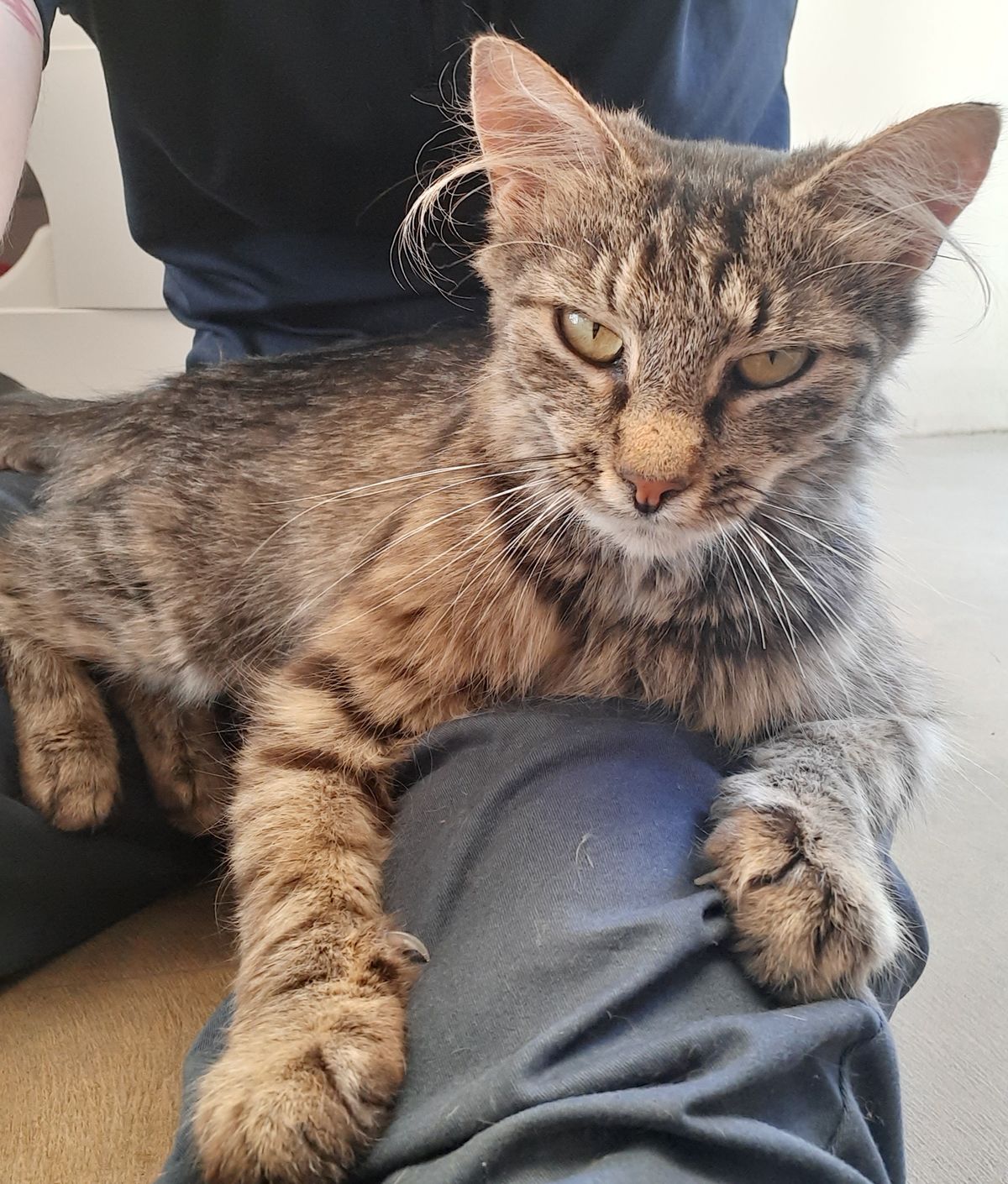 Gallery image: Madaline