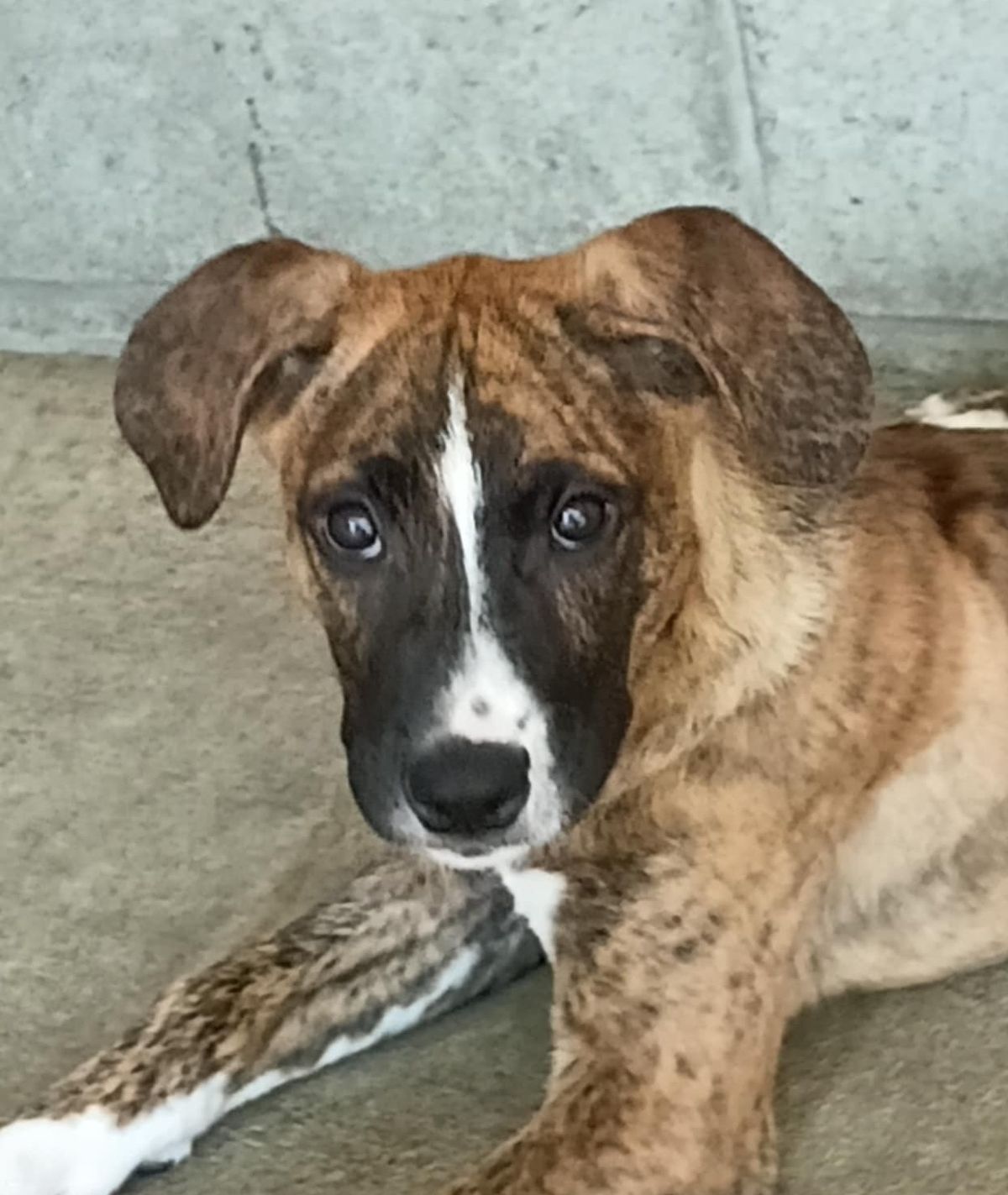 Gallery image: Jingle