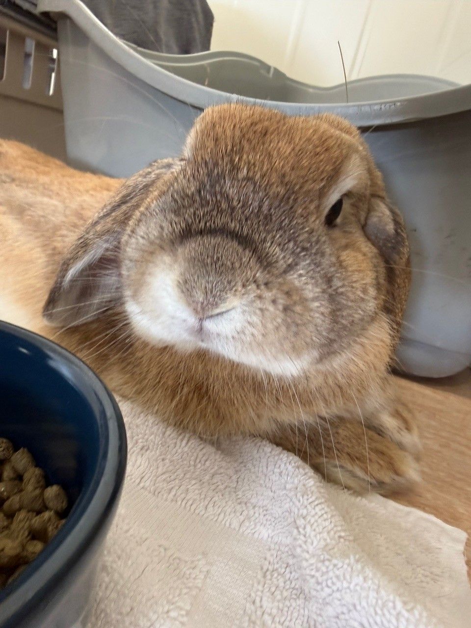 Gallery image: Biscoff