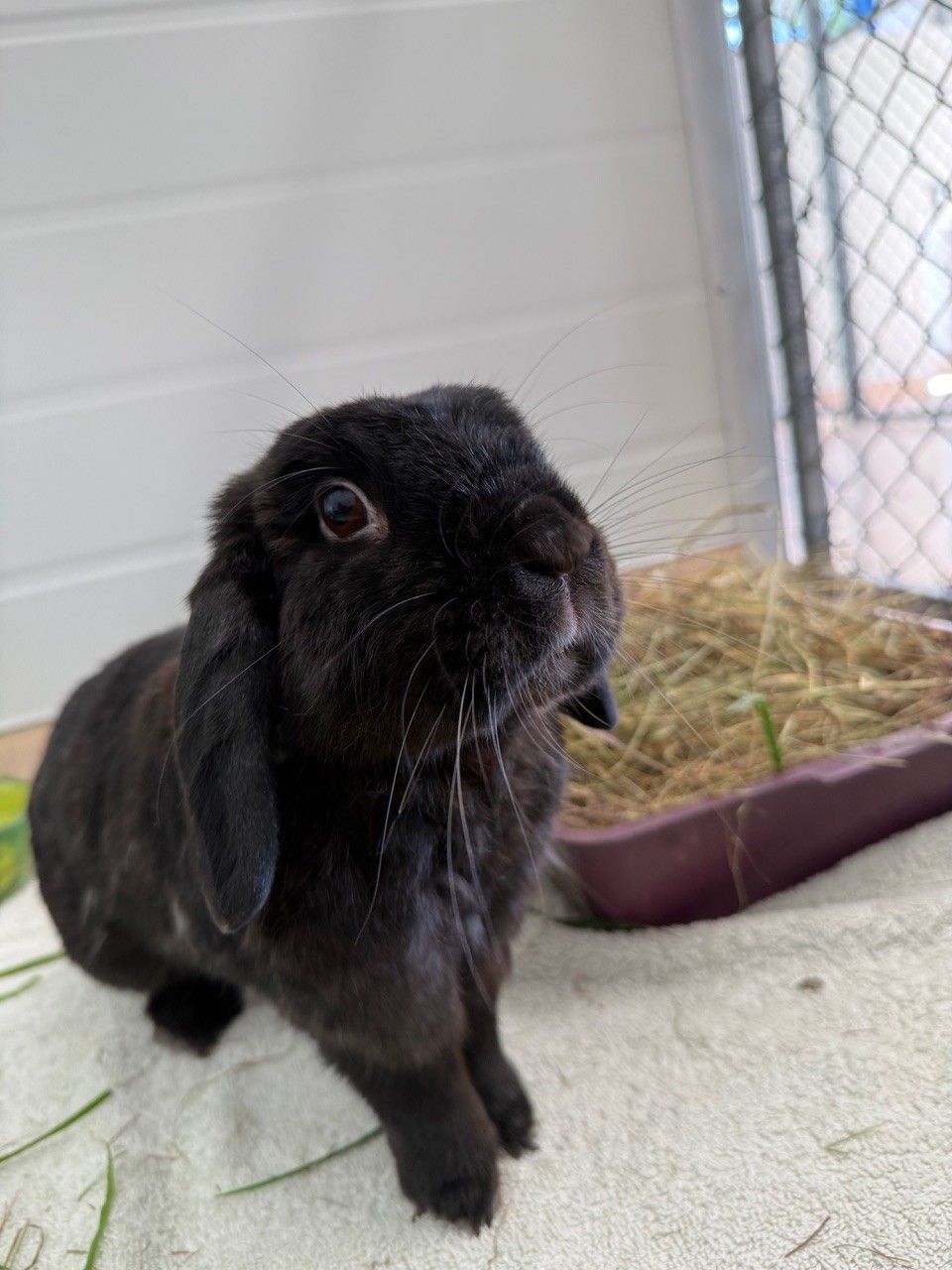 Gallery image: Pepper