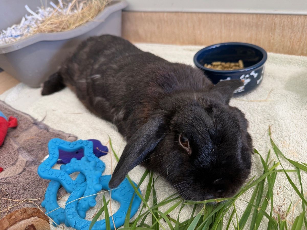 Gallery image: Pepper