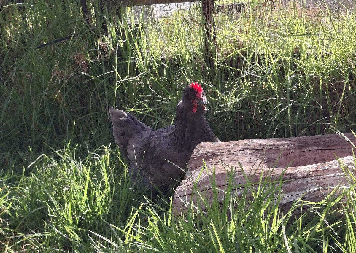 Gallery image: Velociraptor