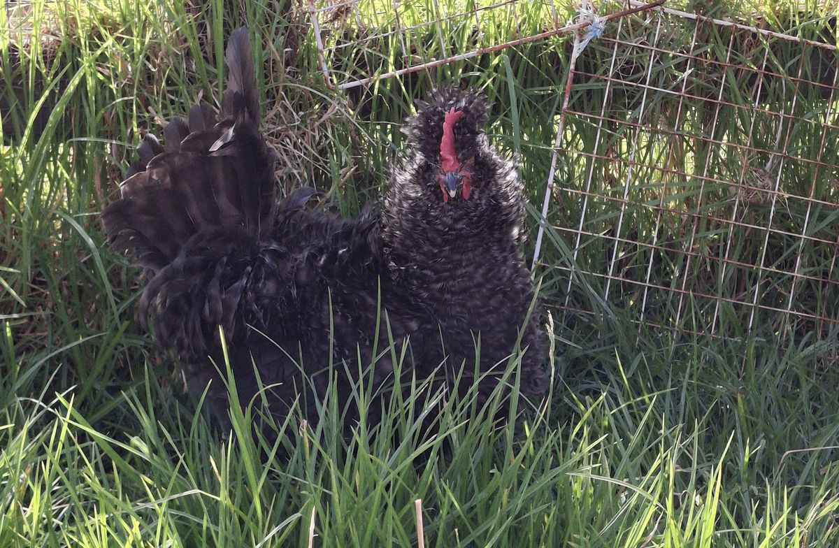 Gallery image: Diplodocus