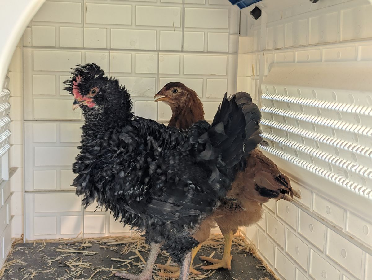 Gallery image: Diplodocus