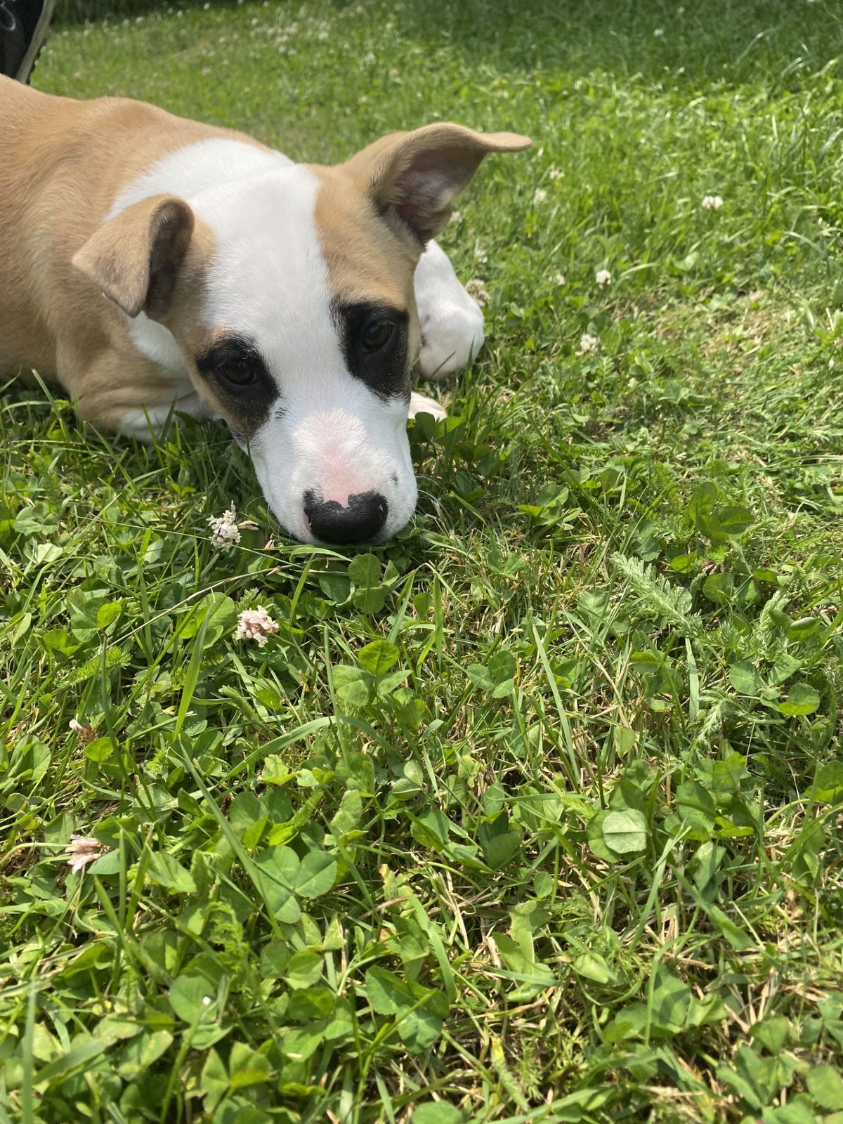 Gallery image: Sandy 