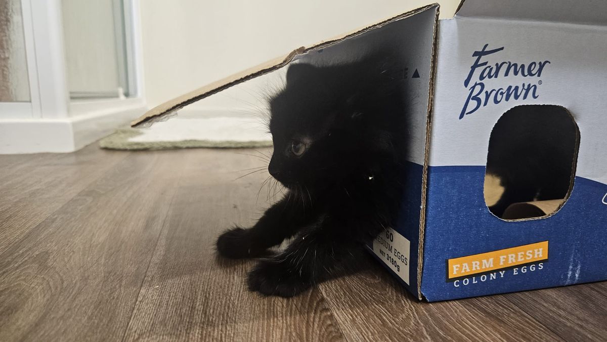 Gallery image: Charlie