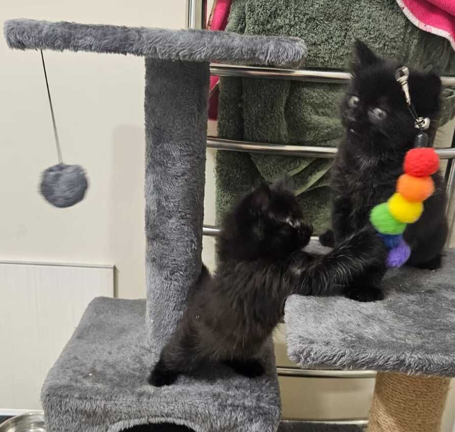 Gallery image: Charlie