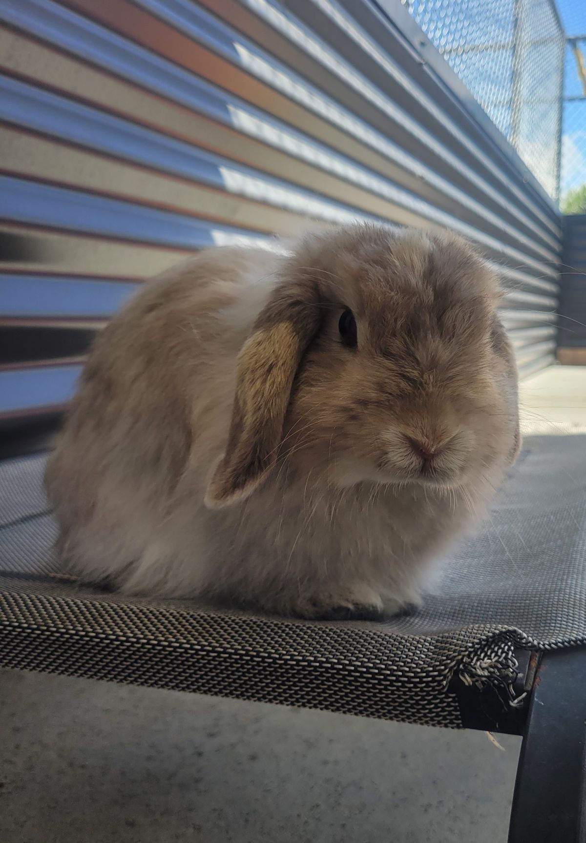 Gallery image: Tulip