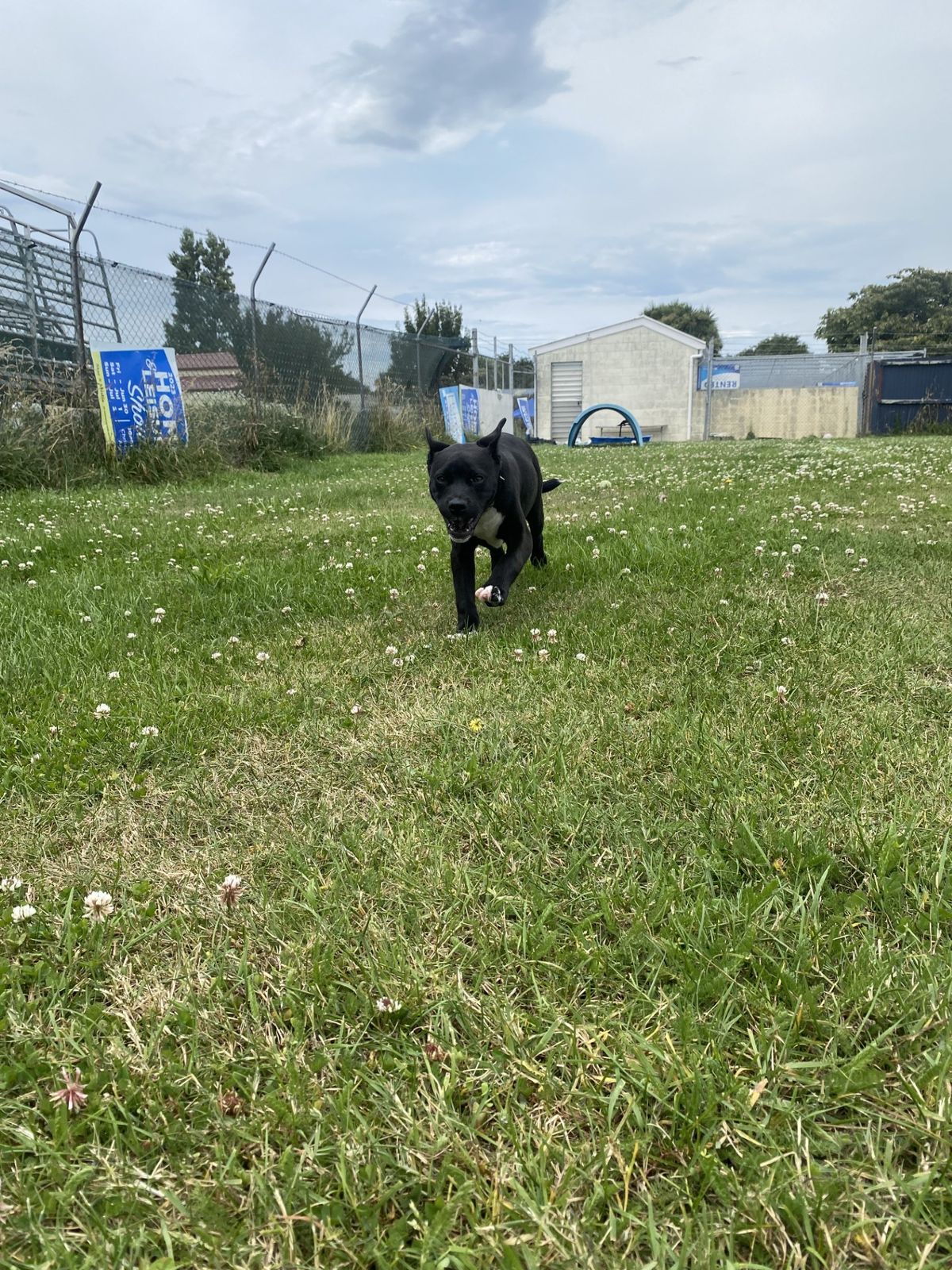 Gallery image: Holly 