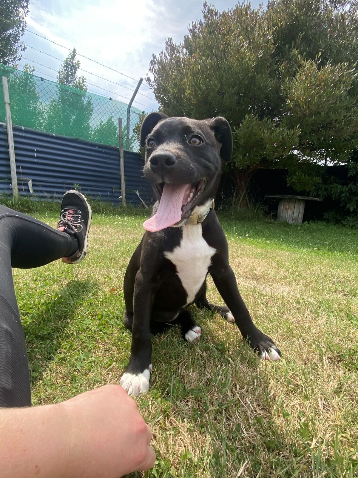 Gallery image: Holly 