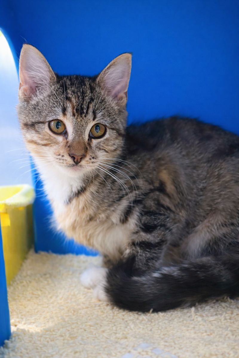 Gallery image: Neveah