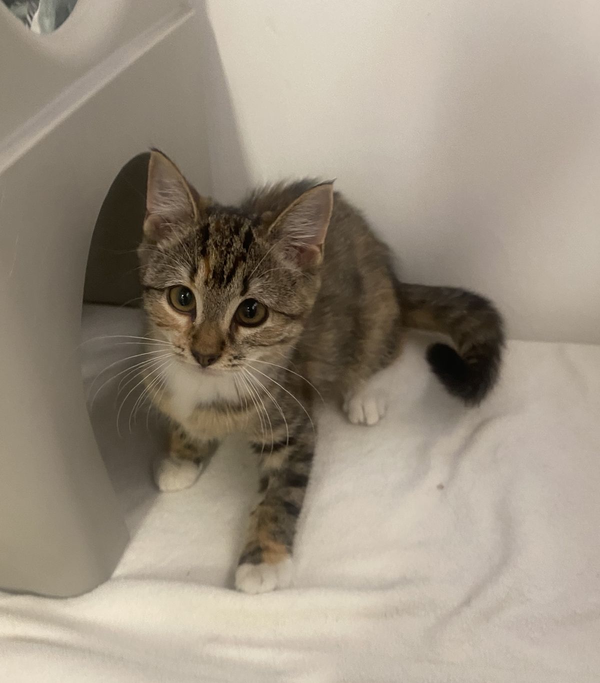 Gallery image: Neveah