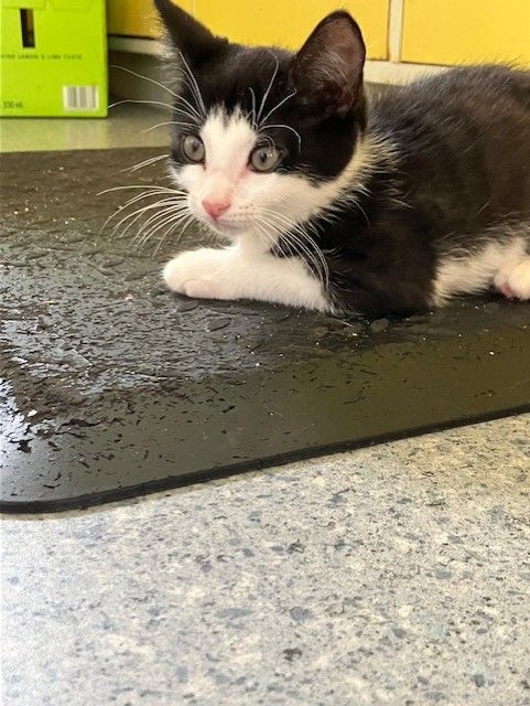 Gallery image: Trevor