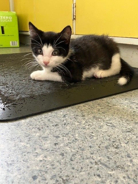 Gallery image: Trevor