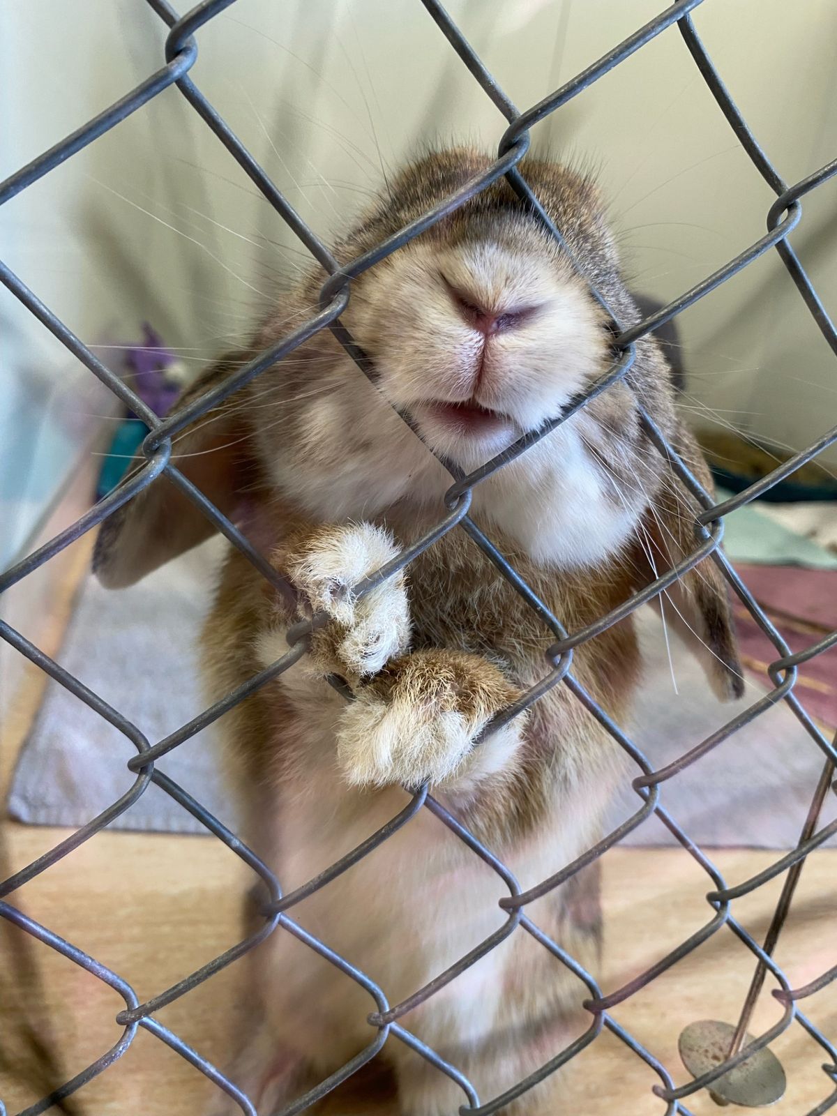 Gallery image: Biscoff