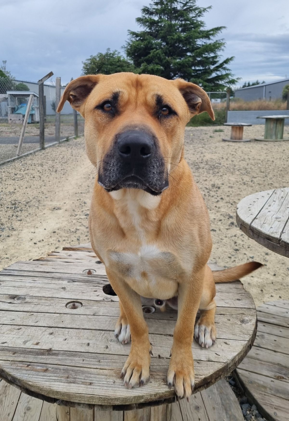 Gallery image: Chase