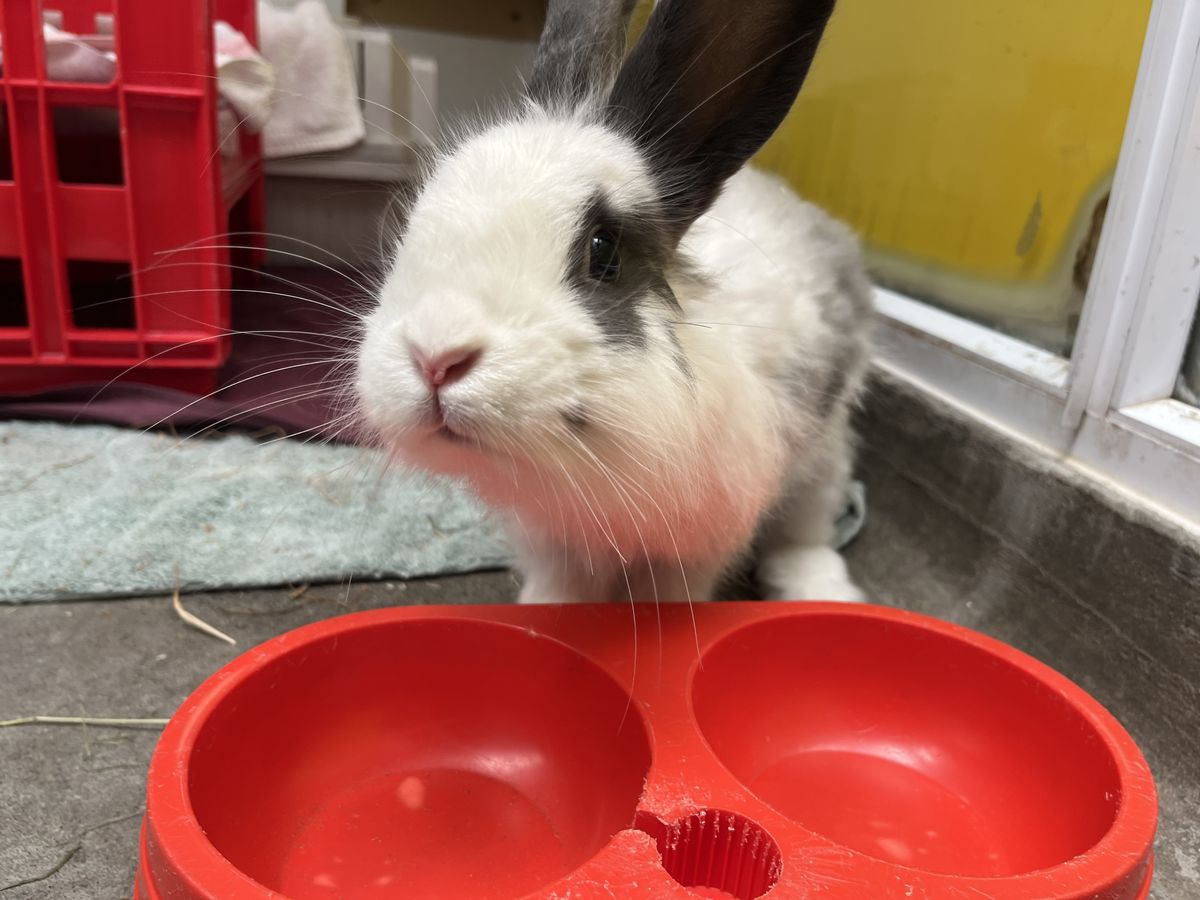 Gallery image: Mc muffin