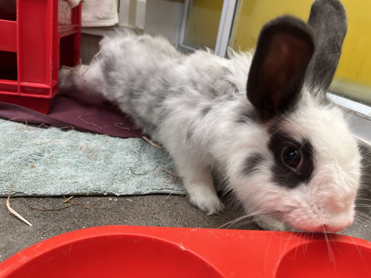 Gallery image: Mc muffin