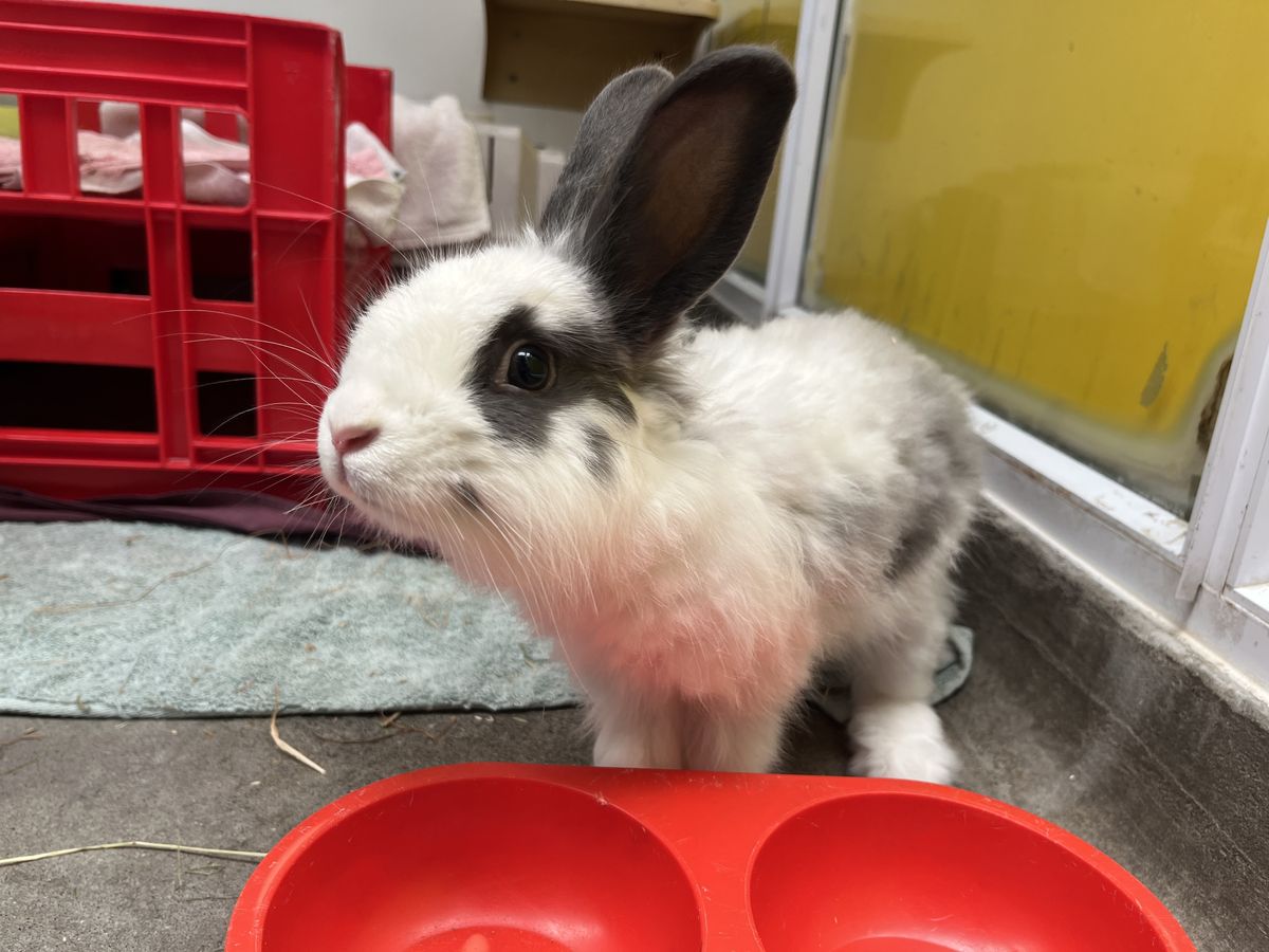 Gallery image: Mc muffin