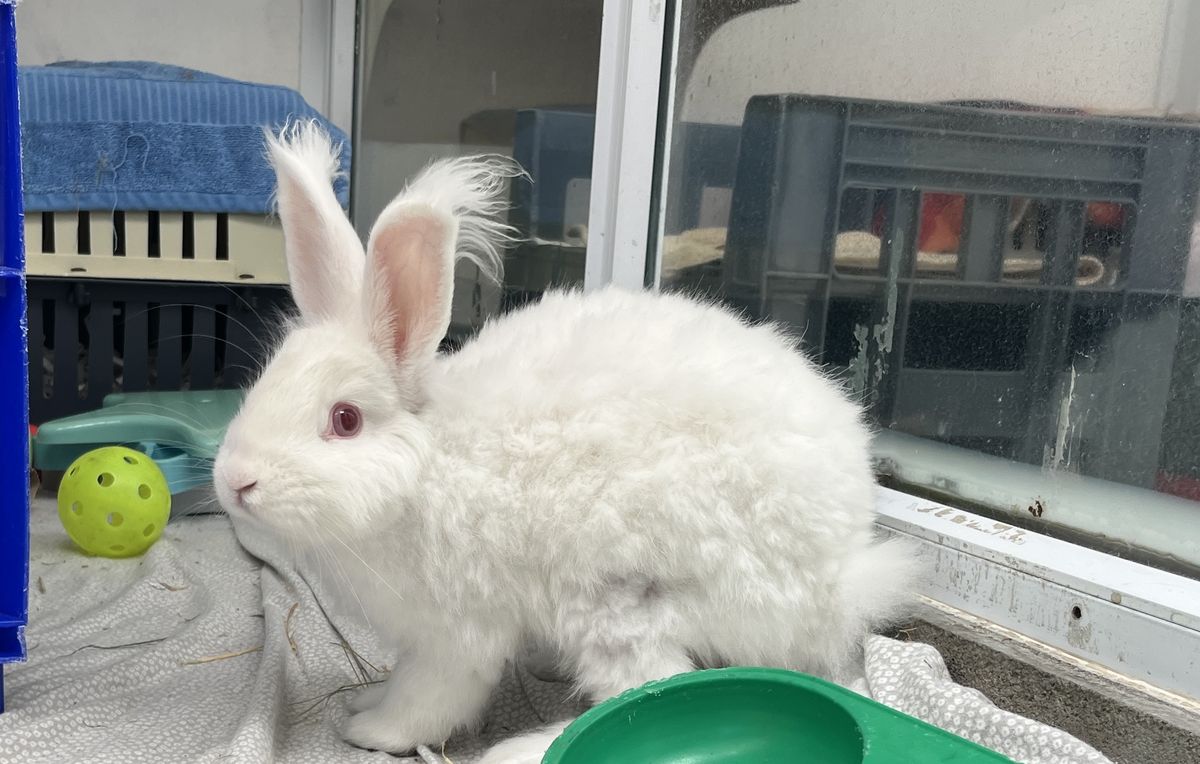 Gallery image: Macaroni