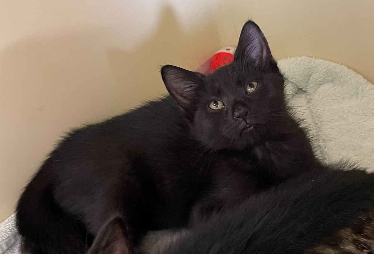 Gallery image: Darth