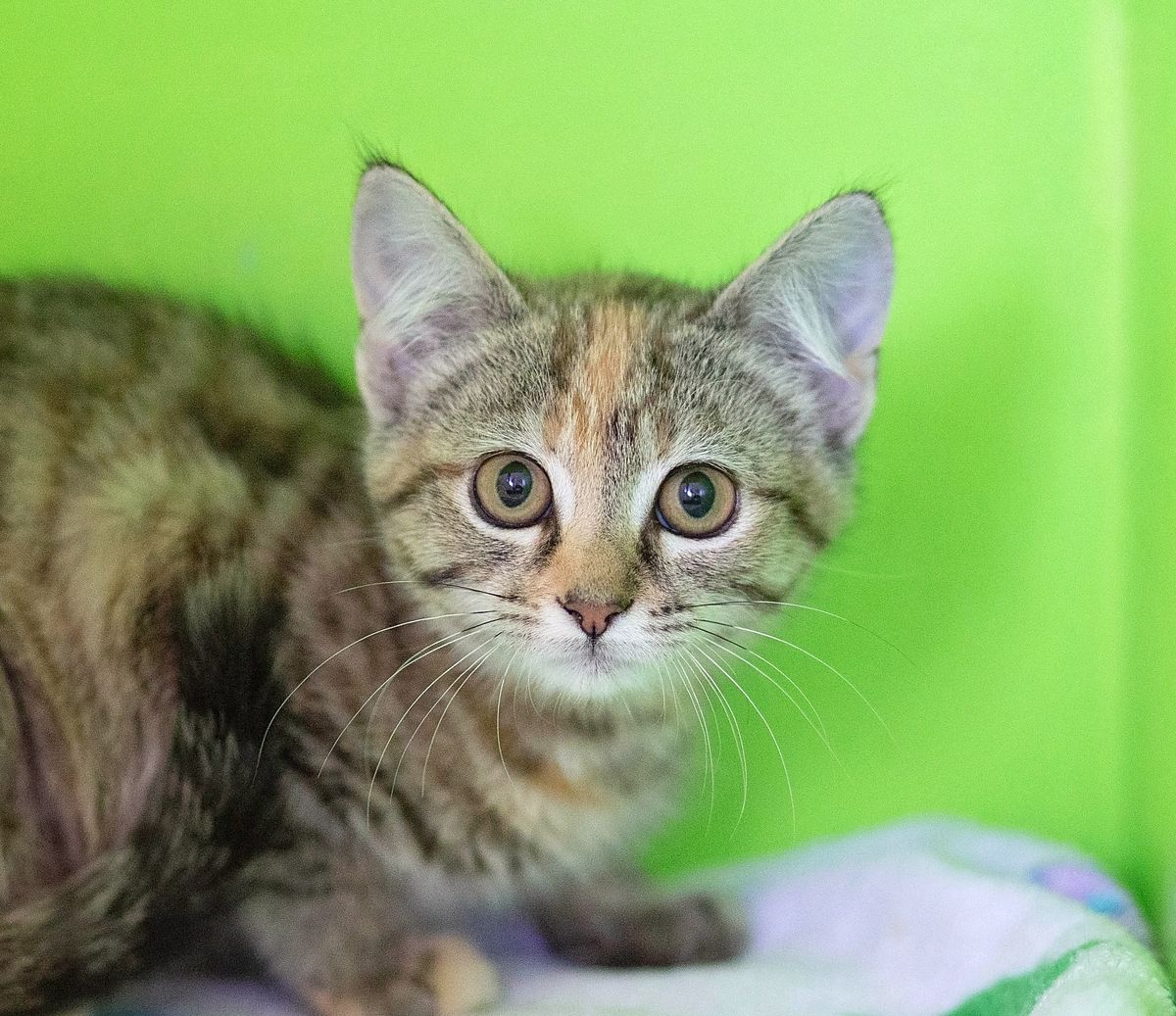 Gallery image: Buffy