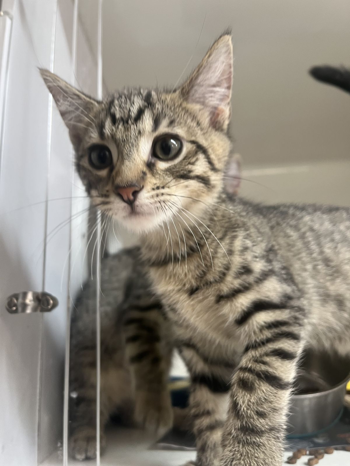 Gallery image: Scott