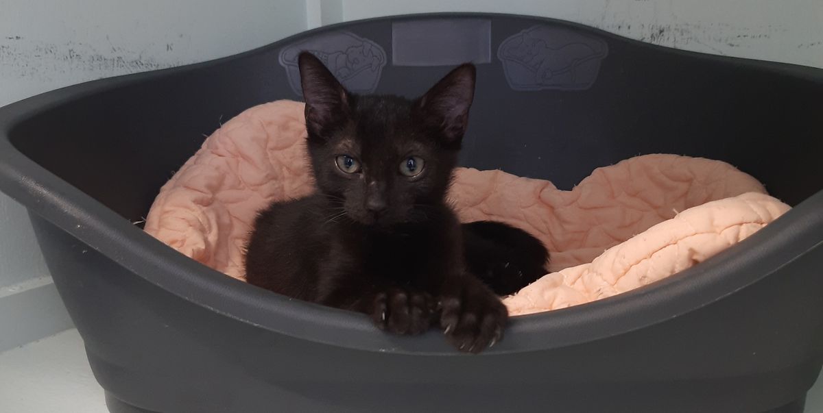 Gallery image: Robin