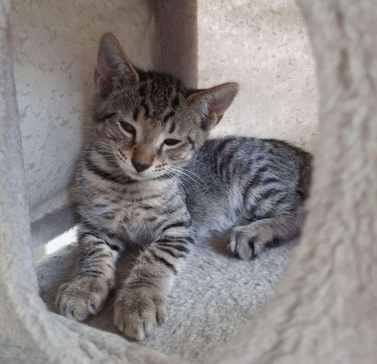 Gallery image: Raddish