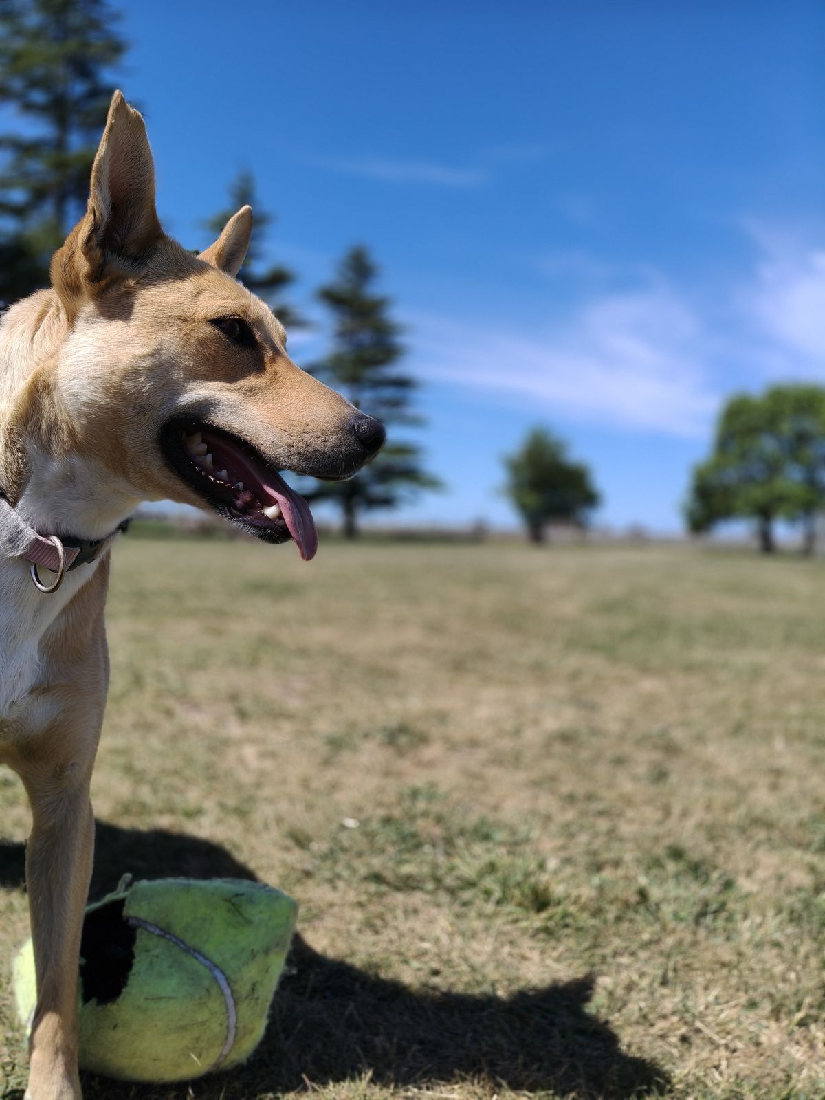 Gallery image: Maisie