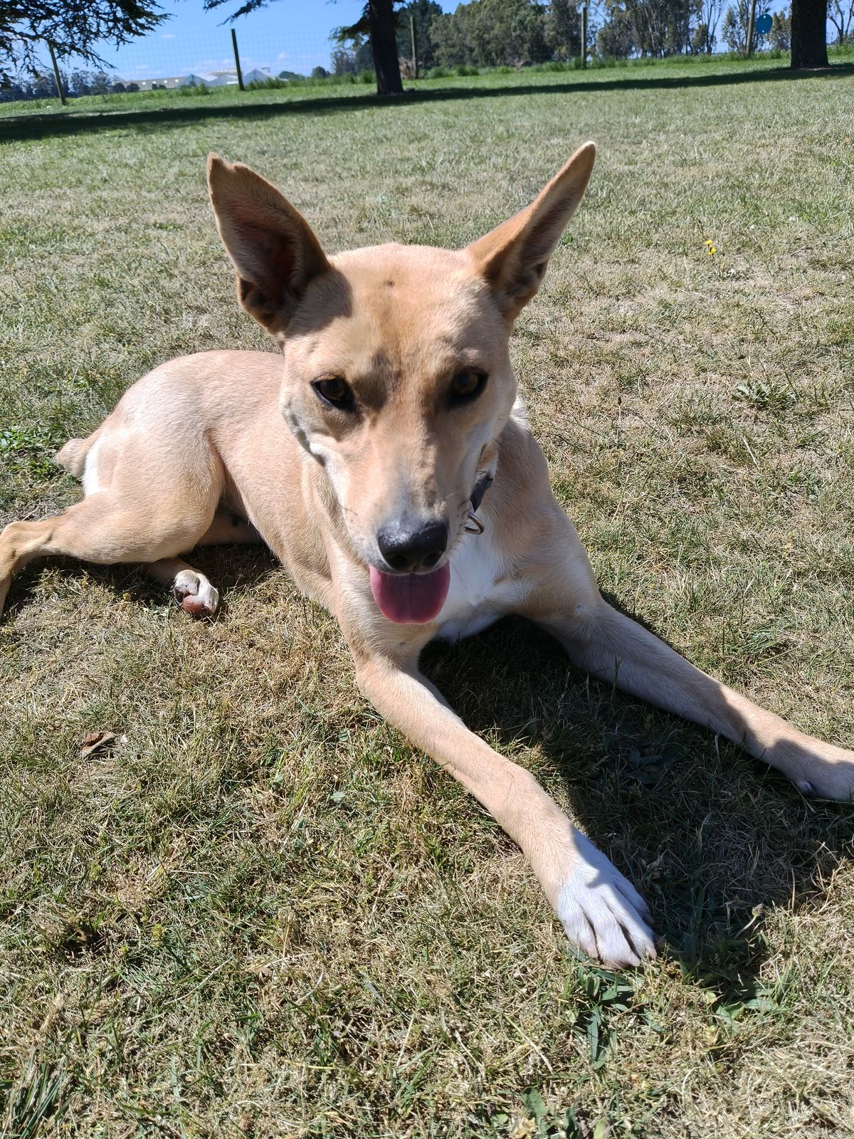 Gallery image: Maisie