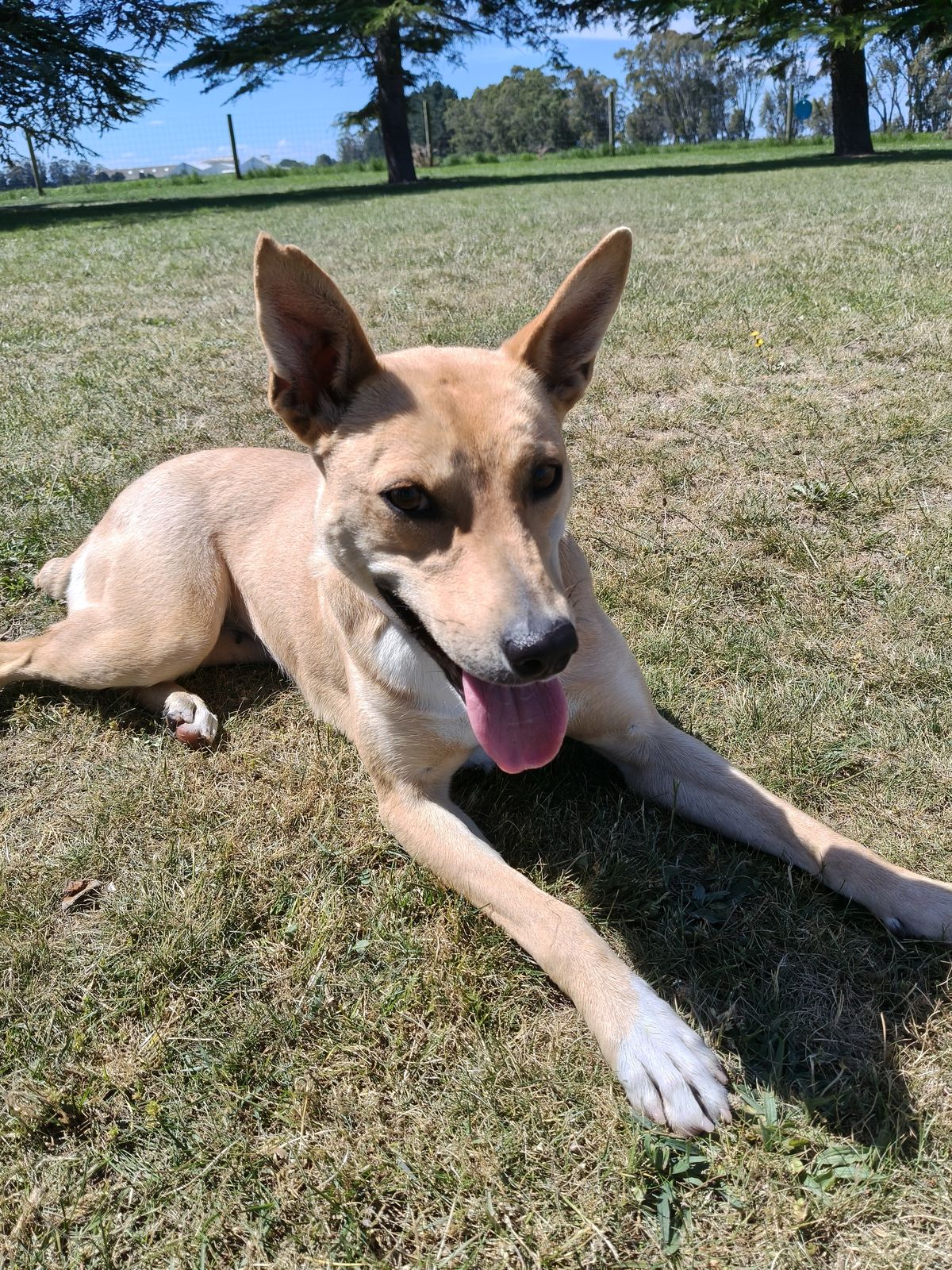 Gallery image: Maisie