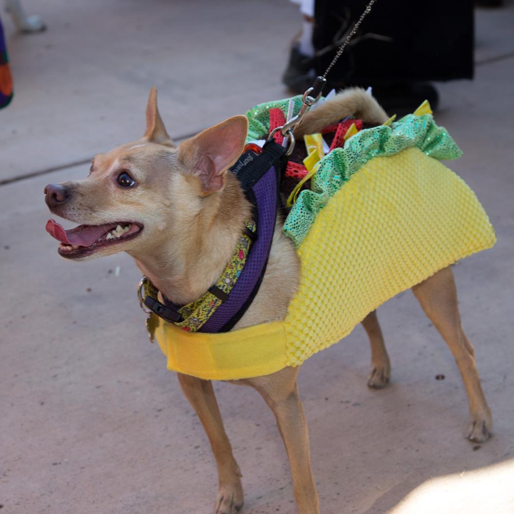 This Halloween costume may cause the dog to overheat. It also restricts the dog's ability to communicate with other dogs