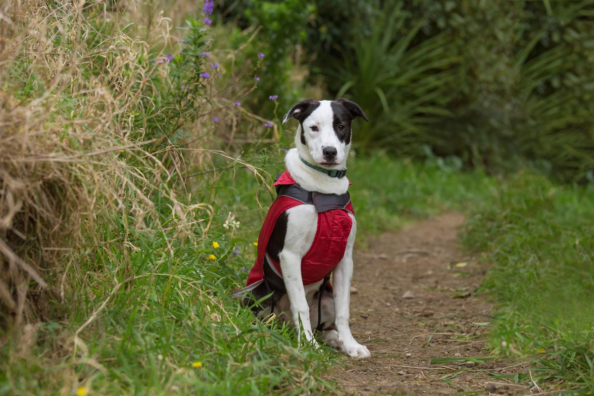 This dog's winter coat is warm and waterproof, meaning he can still get out for his morning and afternoon walks, even when it's raining