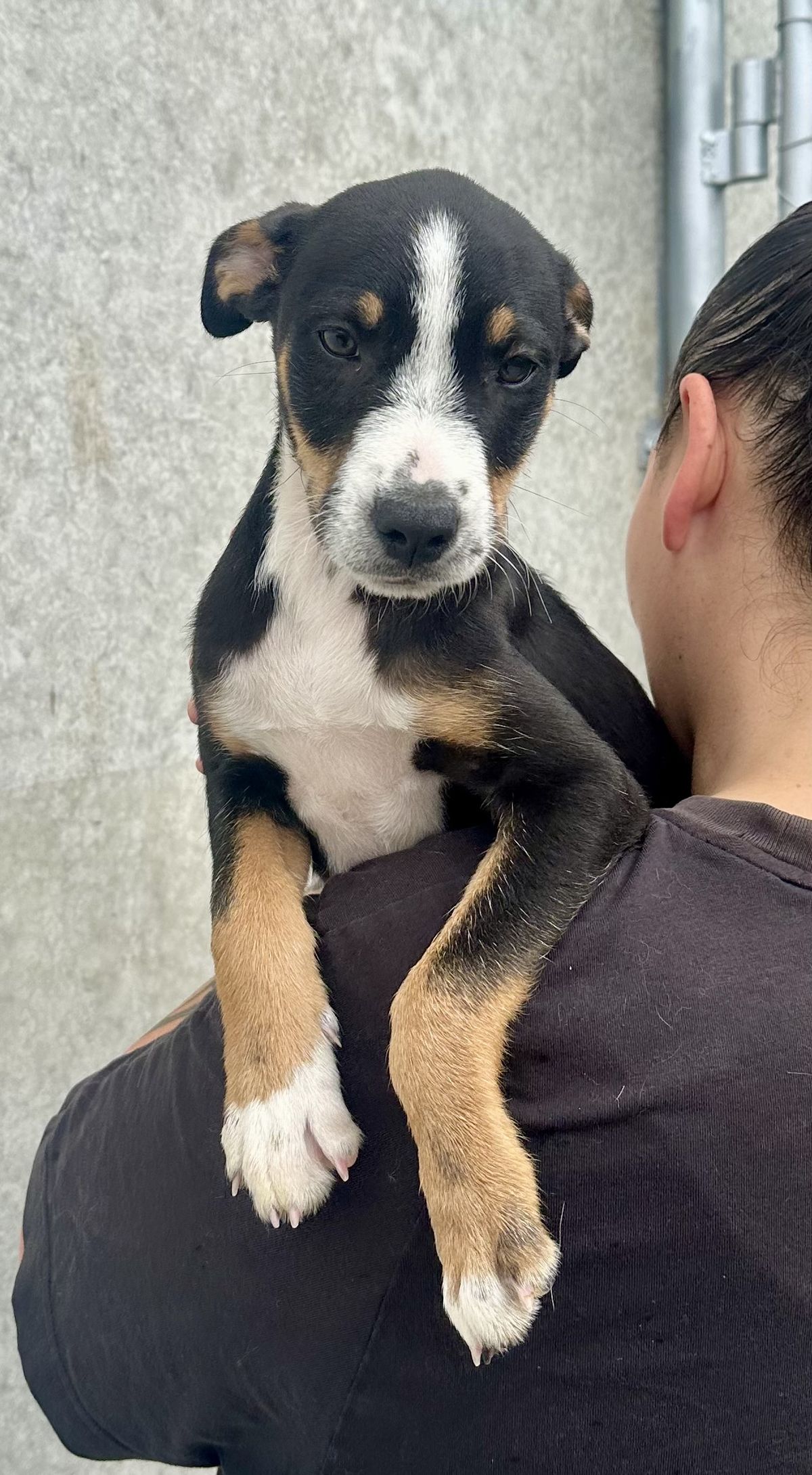 Gallery image: Salsa