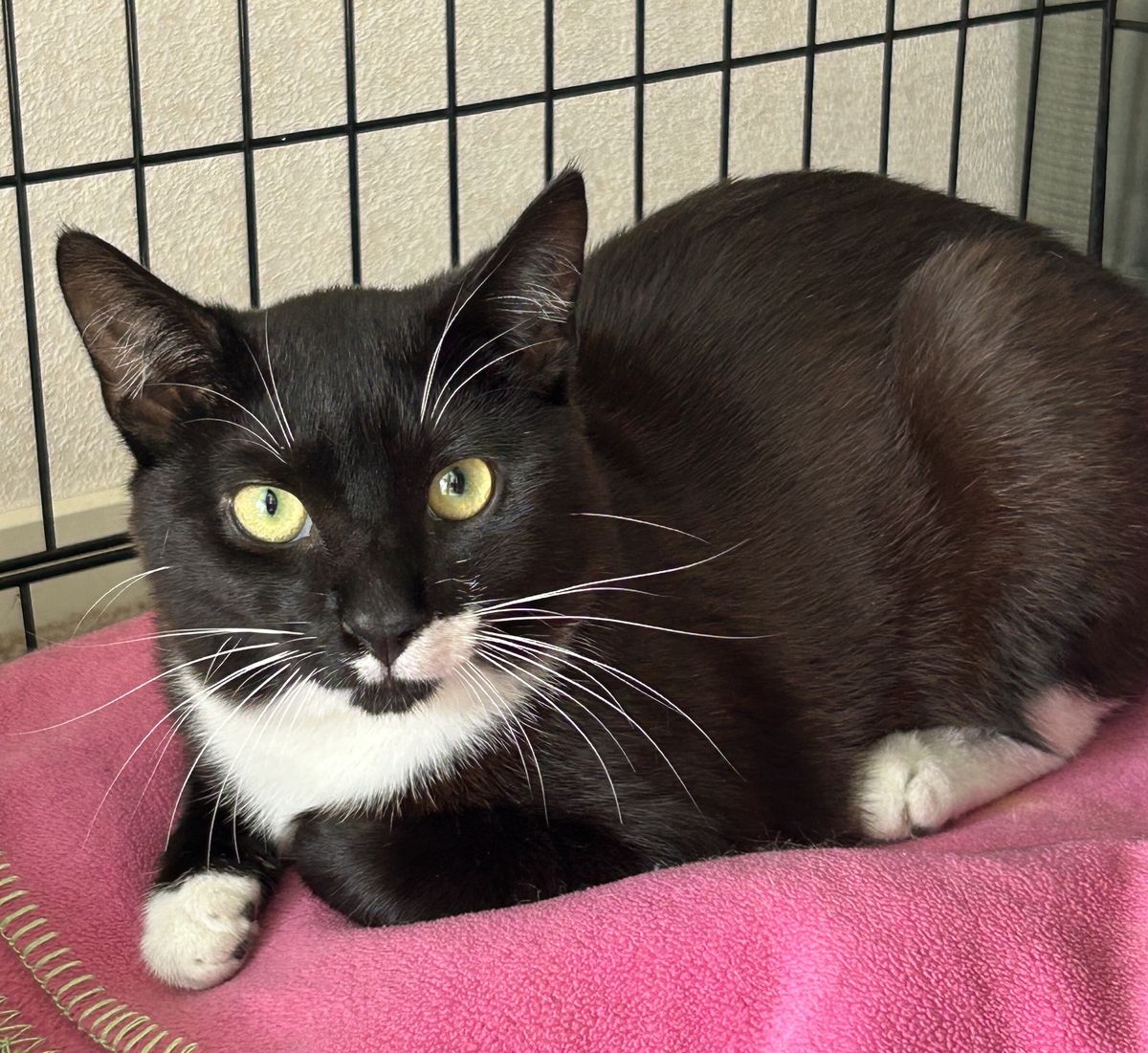 Gallery image: Madja