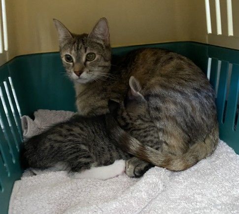 Gallery image: Milly