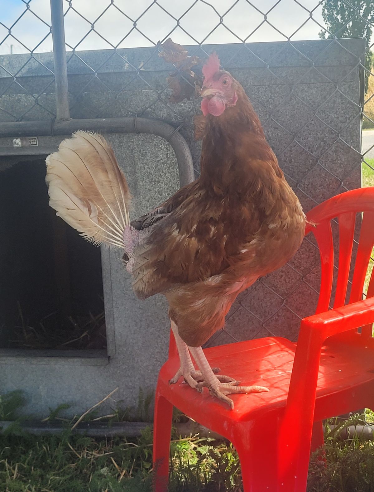 Gallery image: Pepper