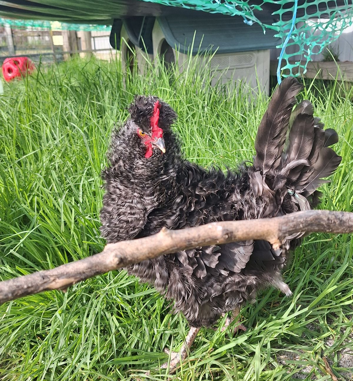 Gallery image: Diplodocus