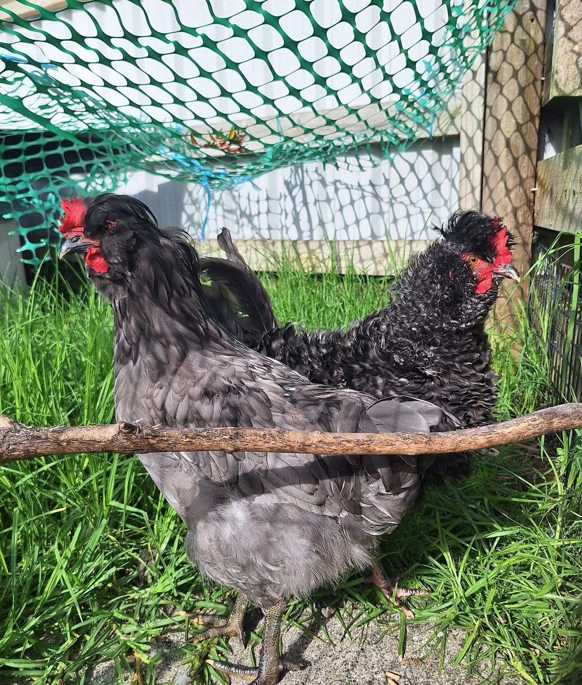 Gallery image: Velociraptor