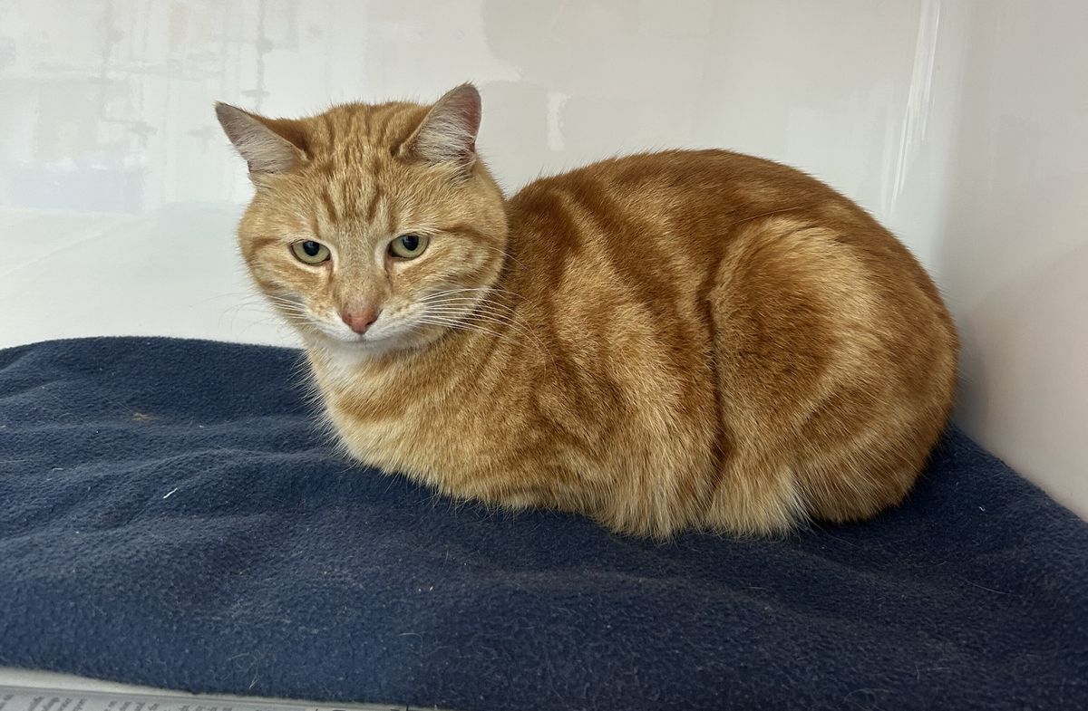 Gallery image: Gemma